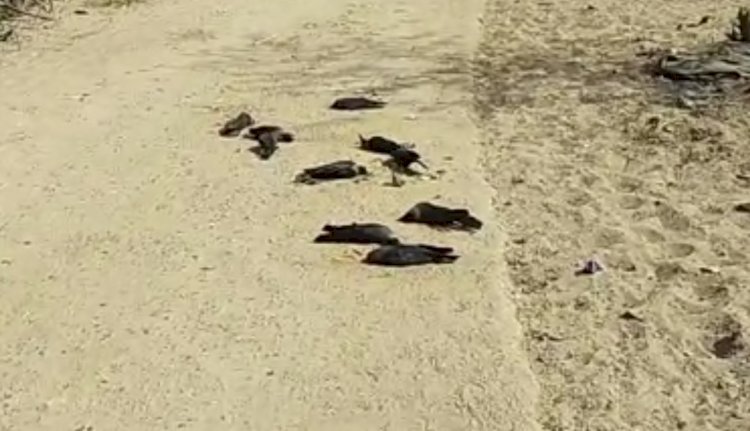 चितलवाना इलाके के मेघावा के ग्रामीणों में दहशत, बर्ड फ्लू की आशंका