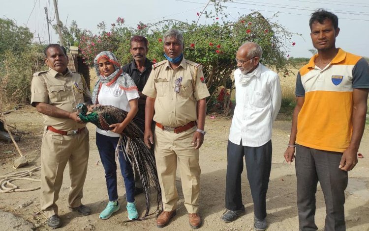 सिरोही जिले के कालंद्री थाना इलाके में हड़मतिया हनुमान मंदिर के नजदीक कुंए में गिरा राष्ट्रीय पक्षी, ग्रामीणों के सहयोग से वनकर्मियों ने निकाला बाहर