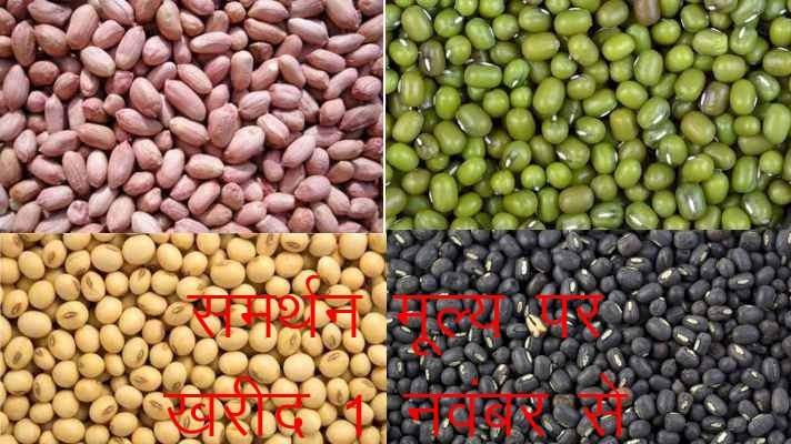 प्रदेश में मूंग, उड़द, सोयाबीन की समर्थन मूल्य पर 1 नवम्बर से तो मूंगफली की 18 नवम्बर से होगी खरीद