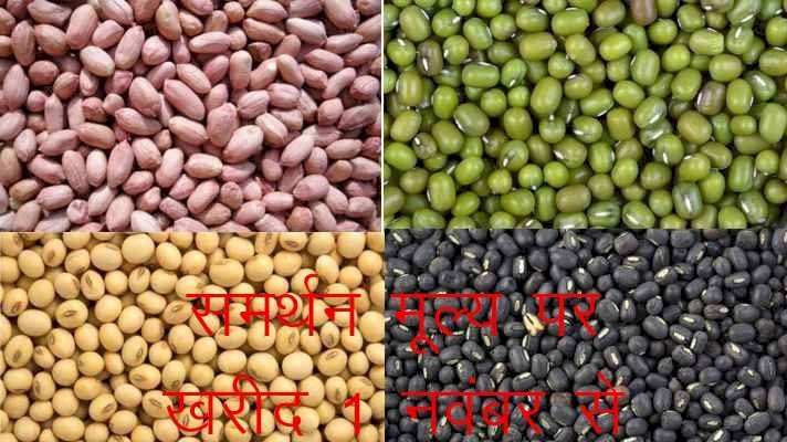 राजस्थान में मूंग, उड़द, सोयाबीन एवं मूंगफली के लिए ऑनलाइन पंजीयन कल से होगा शुरू, किसान भाई ई मित्र पर करा सकते है पंजीयन