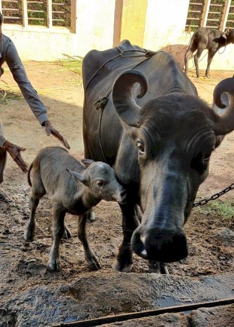 भारत में पहली बार आईवीएफ तकनीक से भैंस का गर्भधान, उन्नत नस्ल के बछड़े का दिया जन्म