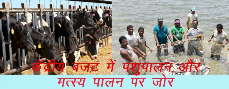 केंद्रीय बजट में मत्स्य पालन, पशुपालन और डेयरी मंत्रालय के बजट में 44 प्रतिशत की वृद्धि, 8 करोड़ दूध उत्पादक किसानों की बढ़ेगी आय