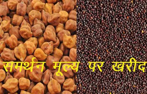 प्रदेश में सरसों तथा चने की समर्थन मूल्य पर खरीद 1 अप्रेल से होगी शुरू, 25 मार्च से ई मित्र से करा सकते हैं पंजीयन