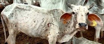 लंपी स्किन रोग : गुरुग्राम प्रशासन ने मवेशियों की आवाजाही पर रोक लगाई