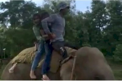 कॉर्बेट नेशनल पार्क में हाथियों पर करवाई जा रही सफारी, उत्तराखंड हाइकोर्ट ने लगा रखी है रोक