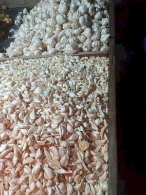 मालवा-निमाड़ में किसान लहसुन फेंकने को मजबूर