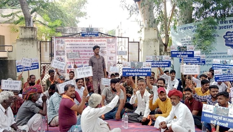 सड़क हादसों में घायल गोवंश के लिए एंबुलेंस की मांग को लेकर 200 से अधिक गौ सेवक बैठे धरने पर