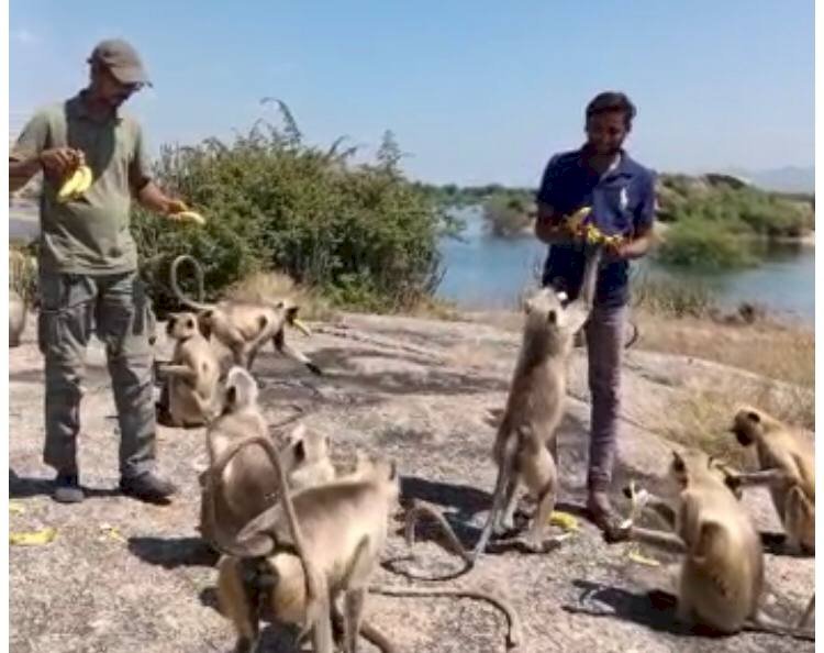 जवाई क्षेत्र में देवगिरी की पहाड़ी में फंसे ढाई सौ बन्दर, भूख से तड़पते वन्यप्राणियों के लिए समाजसेवी आ रहे हैं आगे